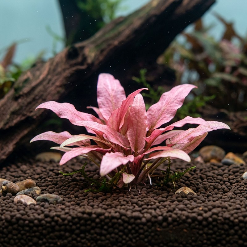 Cryptocoryne flamingo - roślina do akwarium Cryptocoryne flamingo - roślina do akwarium