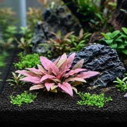 Cryptocoryne flamingo - roślina do akwarium Cryptocoryne flamingo - roślina do akwarium