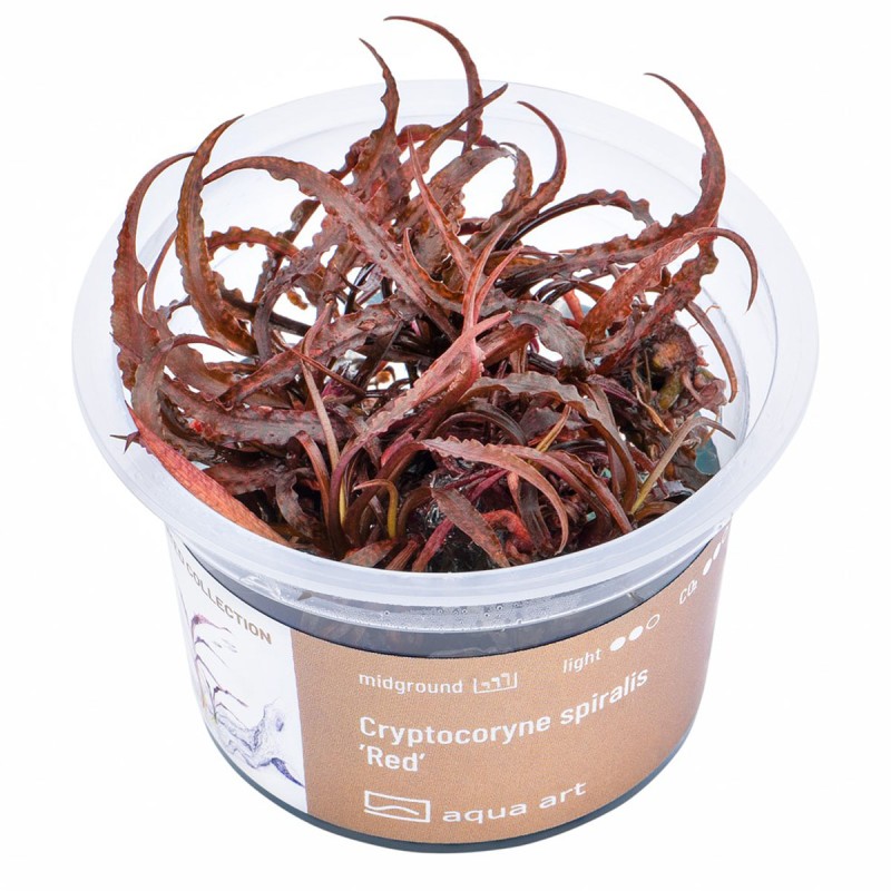 Cryptocoryne spiralis 'Red' - roślina do akwarium Cryptocoryne spiralis 'Red' - roślina do akwarium