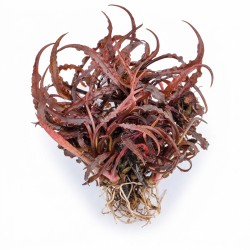 Cryptocoryne spiralis 'Red' - roślina do akwarium Cryptocoryne spiralis 'Red' - roślina do akwarium