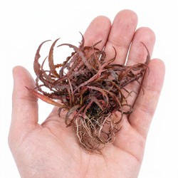 Cryptocoryne spiralis 'Red' - roślina do akwarium Cryptocoryne spiralis 'Red' - roślina do akwarium