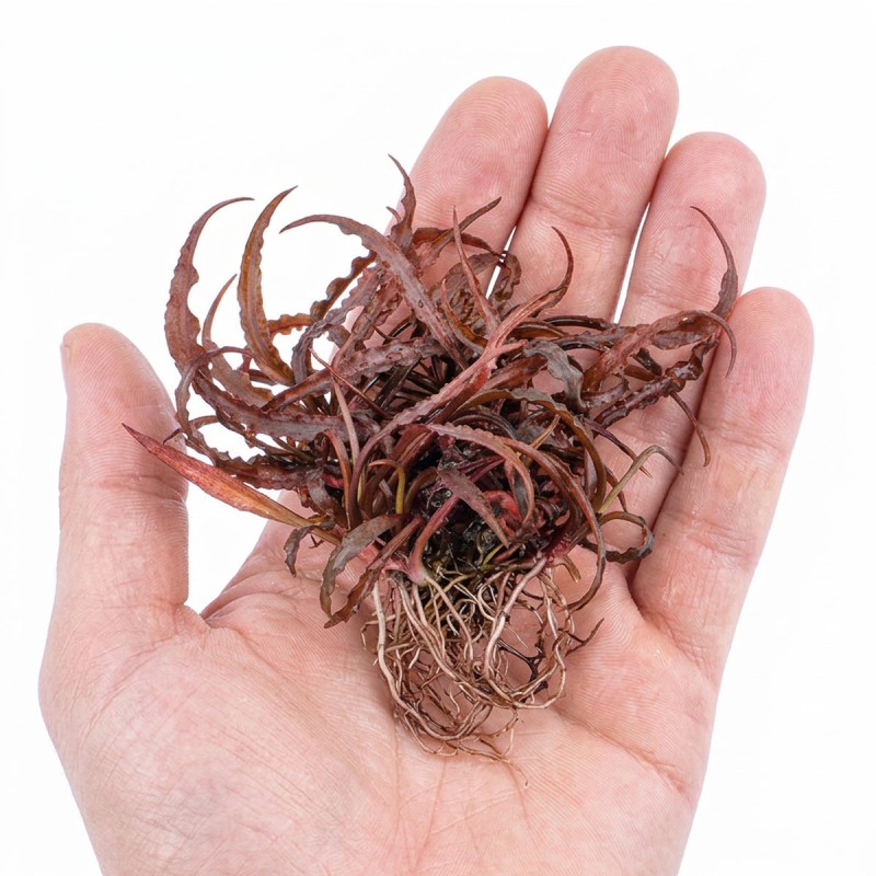 Cryptocoryne spiralis 'Red' - roślina do akwarium Cryptocoryne spiralis 'Red' - roślina do akwarium