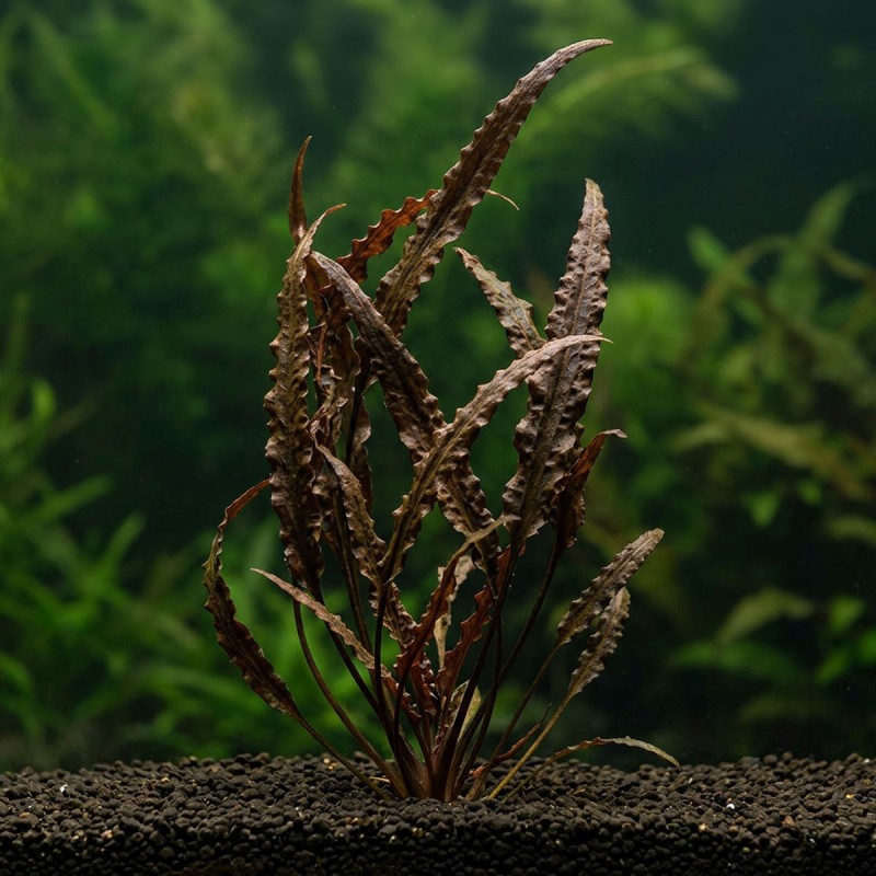 Cryptocoryne spiralis 'Red' - roślina do akwarium Cryptocoryne spiralis 'Red' - roślina do akwarium