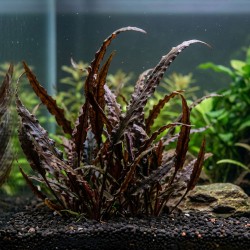 Cryptocoryne spiralis 'Red' - roślina do akwarium Cryptocoryne spiralis 'Red' - roślina do akwarium