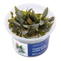 Cryptocoryne wendtii ’Mi Oya’ - roślina do akwarium Cryptocoryne wendtii ’Mi Oya’ - roślina do akwarium