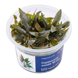 Cryptocoryne wendtii ’Mi Oya’ - roślina do akwarium