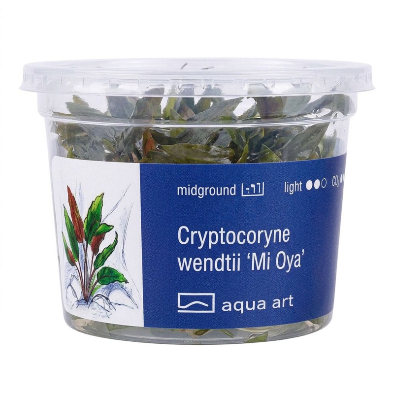 Cryptocoryne wendtii ’Mi Oya’ - roślina do akwarium Cryptocoryne wendtii ’Mi Oya’ - roślina do akwarium