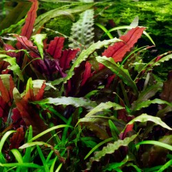 Cryptocoryne wendtii ’Mi Oya’ - roślina do akwarium Cryptocoryne wendtii ’Mi Oya’ - roślina do akwarium