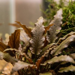 Cryptocoryne wendtii ’Mi Oya’ - roślina do akwarium Cryptocoryne wendtii ’Mi Oya’ - roślina do akwarium