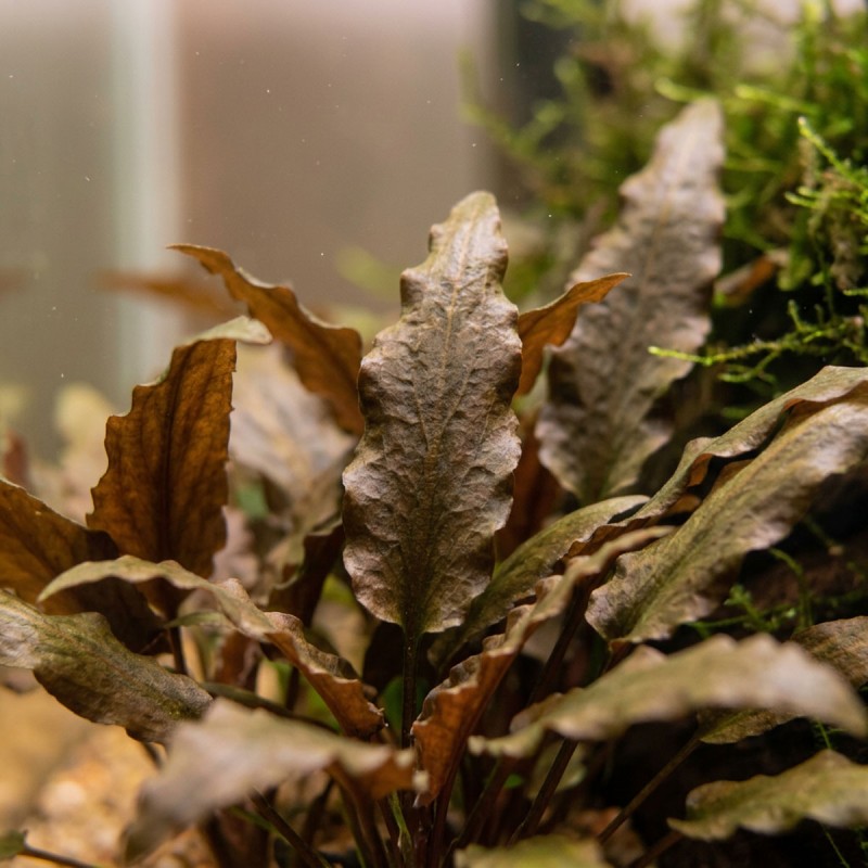 Cryptocoryne wendtii ’Mi Oya’ - roślina do akwarium Cryptocoryne wendtii ’Mi Oya’ - roślina do akwarium