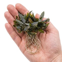 Cryptocoryne wendtii ’Mi Oya’ - roślina do akwarium Cryptocoryne wendtii ’Mi Oya’ - roślina do akwarium