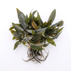 Cryptocoryne wendtii ’Mi Oya’ - roślina do akwarium Cryptocoryne wendtii ’Mi Oya’ - roślina do akwarium