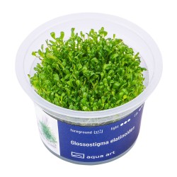 Glossostigma elatinoides - roślina do akwarium
