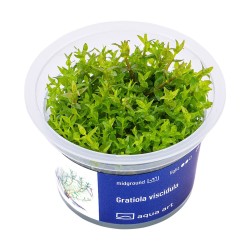 Gratiola viscidula - roślina do akwarium