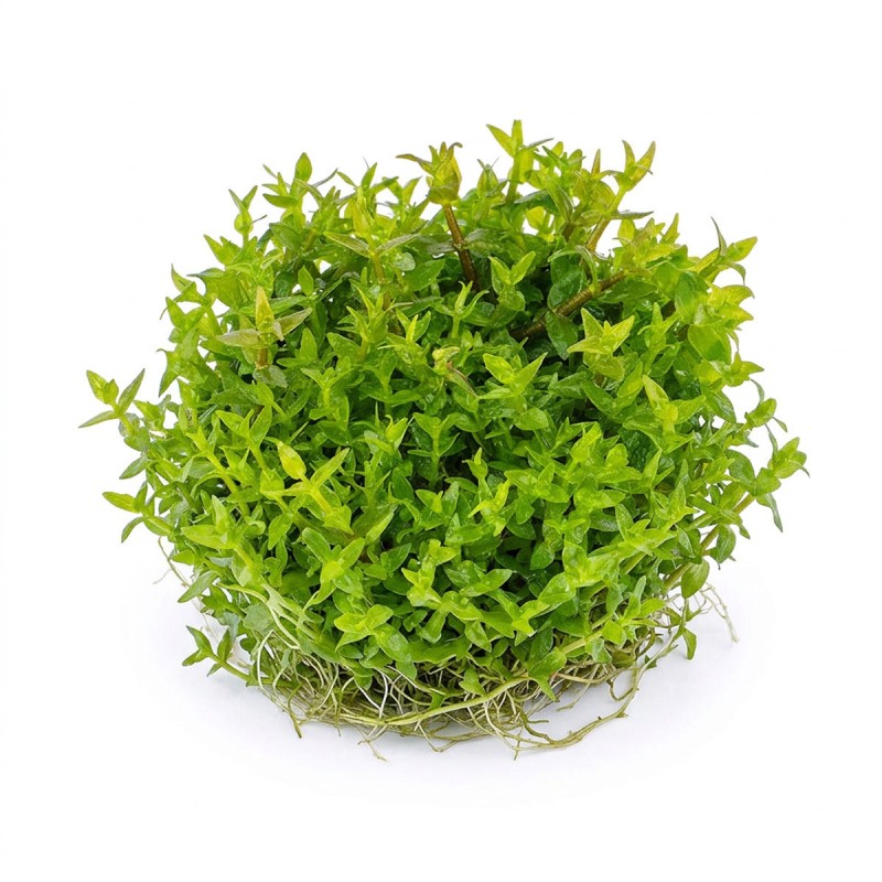 Gratiola viscidula - roślina do akwarium Gratiola viscidula - roślina do akwarium
