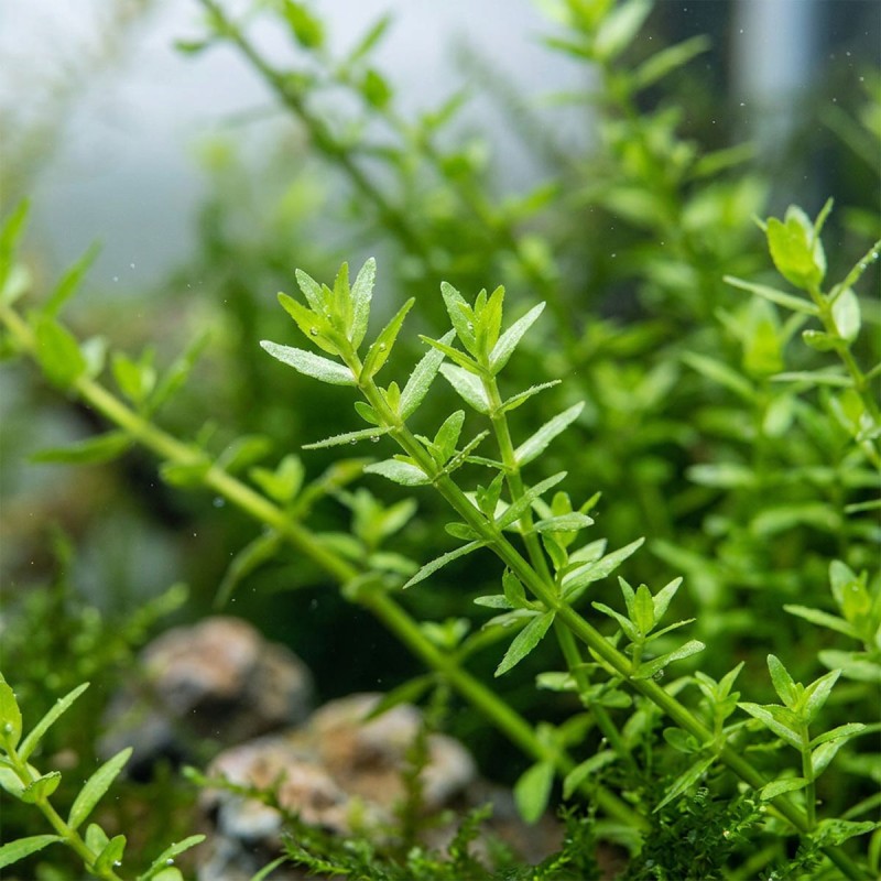 Gratiola viscidula - roślina do akwarium Gratiola viscidula - roślina do akwarium