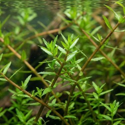 Gratiola viscidula - roślina do akwarium Gratiola viscidula - roślina do akwarium