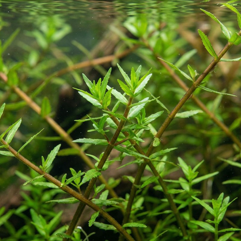 Gratiola viscidula - roślina do akwarium Gratiola viscidula - roślina do akwarium