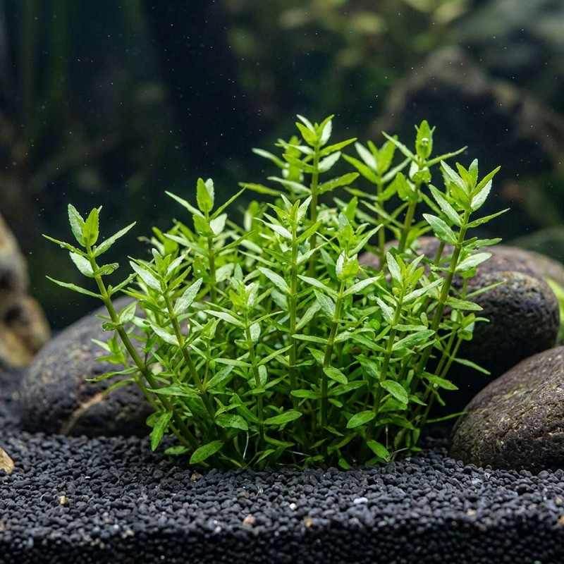 Gratiola viscidula - roślina do akwarium Gratiola viscidula - roślina do akwarium