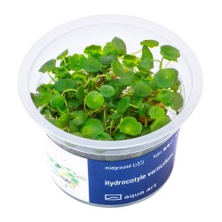 Hydrocotyle verticillata - roślina do akwarium