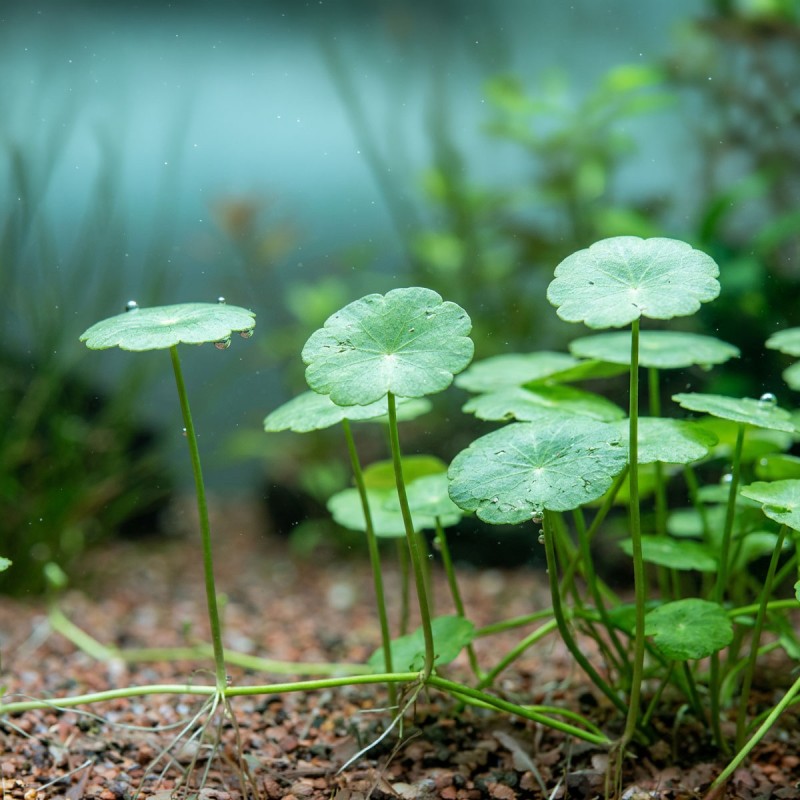 Hydrocotyle verticillata - roślina do akwarium Hydrocotyle verticillata - roślina do akwarium