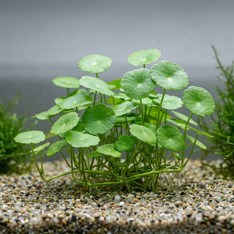 Hydrocotyle verticillata - roślina do akwarium Hydrocotyle verticillata - roślina do akwarium