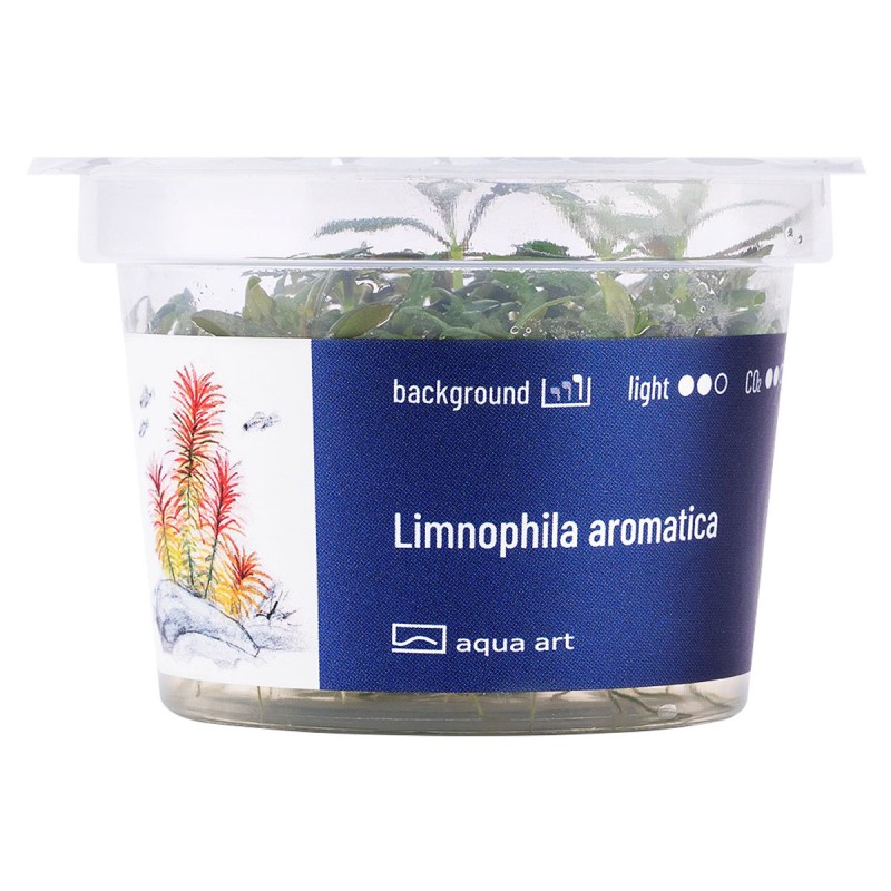 Limnophila aromatica - roślina do akwarium Limnophila aromatica - roślina do akwarium