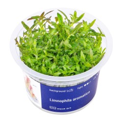 Limnophila aromatica - roślina do akwarium