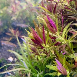 Limnophila aromatica - roślina do akwarium Limnophila aromatica - roślina do akwarium