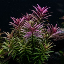 Limnophila aromatica - roślina do akwarium Limnophila aromatica - roślina do akwarium