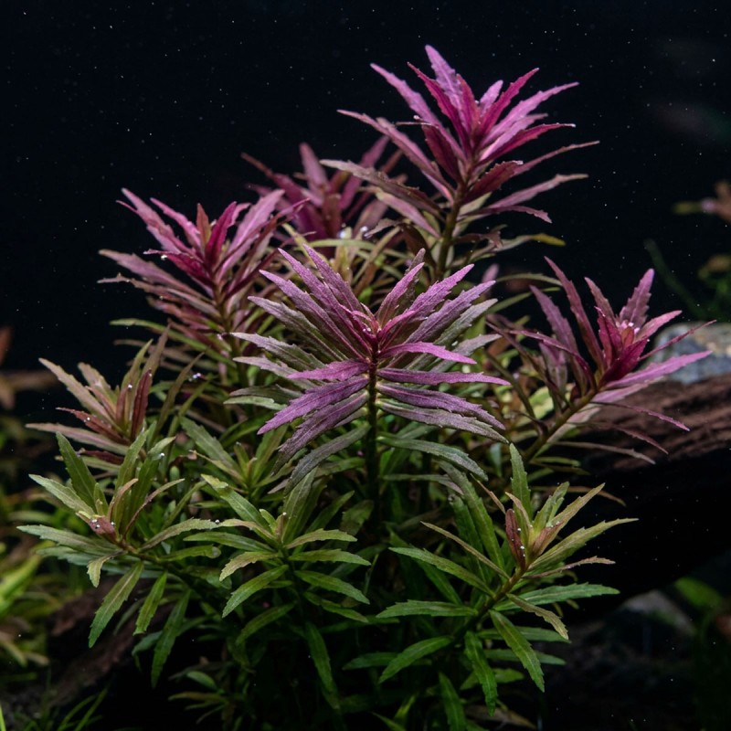 Limnophila aromatica - roślina do akwarium Limnophila aromatica - roślina do akwarium