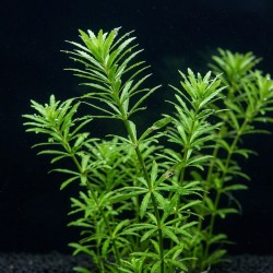 Limnophila aromatica - roślina do akwarium Limnophila aromatica - roślina do akwarium