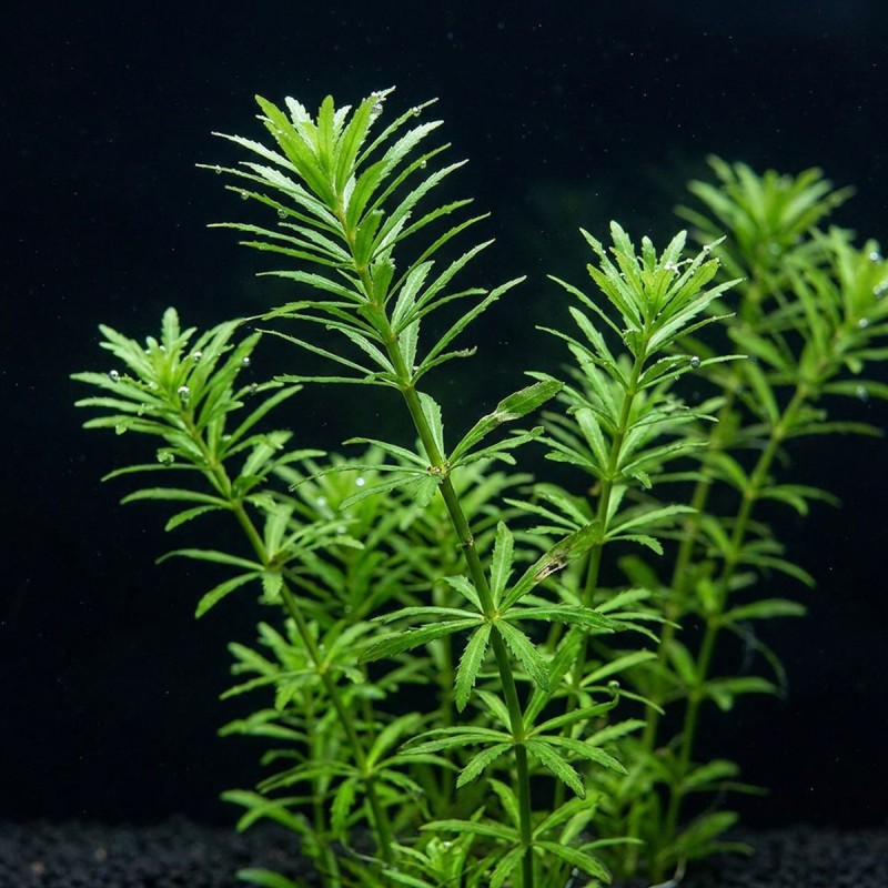 Limnophila aromatica - roślina do akwarium Limnophila aromatica - roślina do akwarium