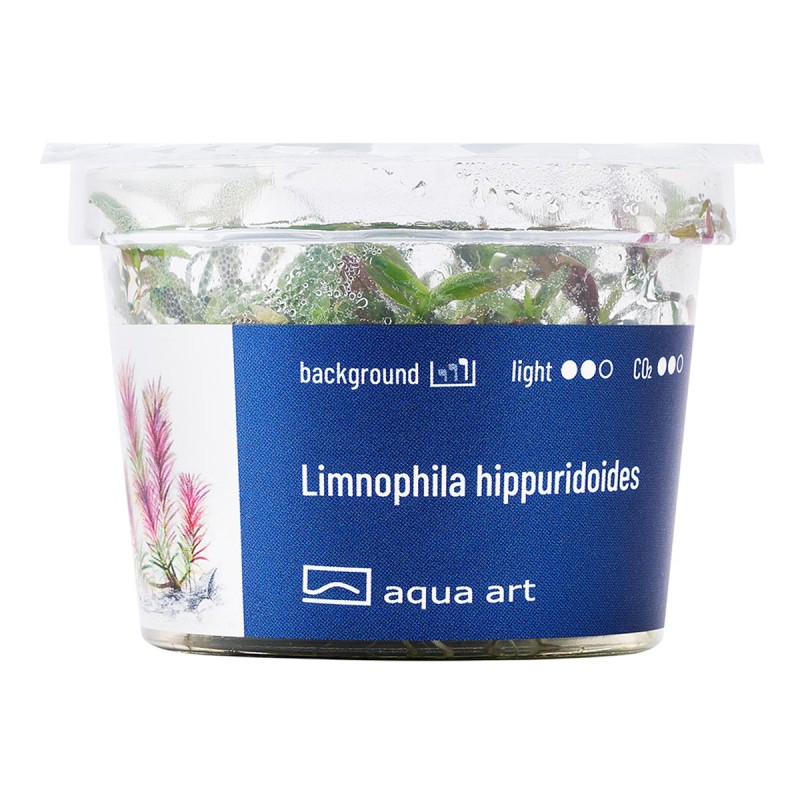 Limnophila hippuridoides - roślina do akwarium Limnophila hippuridoides - roślina do akwarium