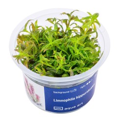 Limnophila hippuridoides - roślina do akwarium