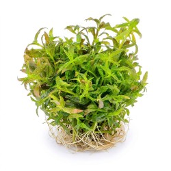 Limnophila hippuridoides - roślina do akwarium Limnophila hippuridoides - roślina do akwarium