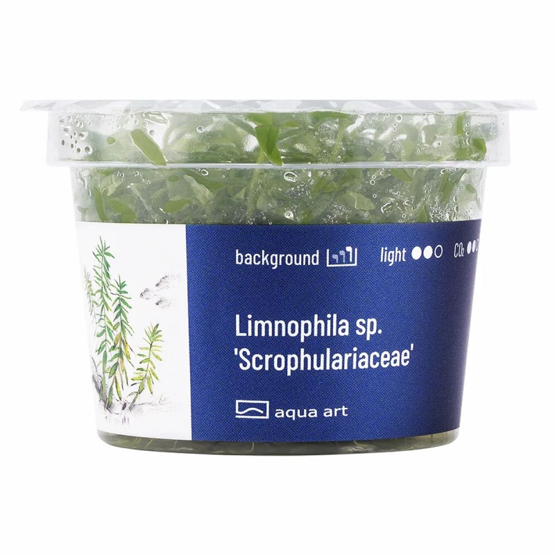 Limnophila sp. 'Scrophulariaceae' - roślina do akwarium