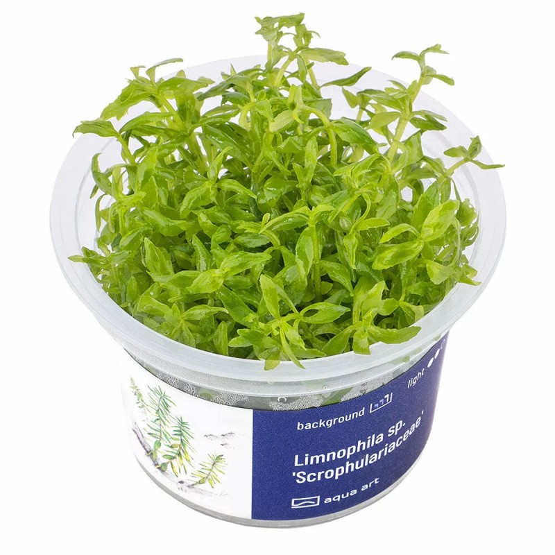 Limnophila sp. 'Scrophulariaceae' - roślina do akwarium