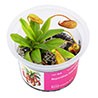 Rośliny owadożerne do terrarium