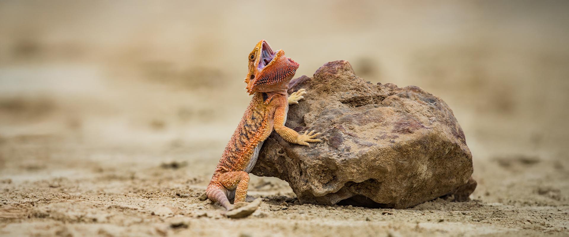 Agama brodata