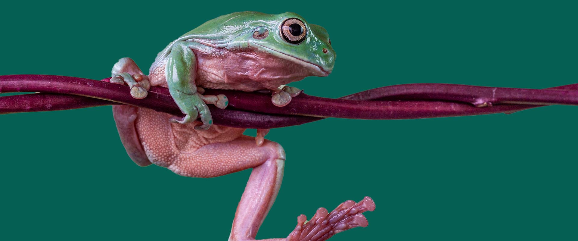rzekotki australijskie - szmaragdowe