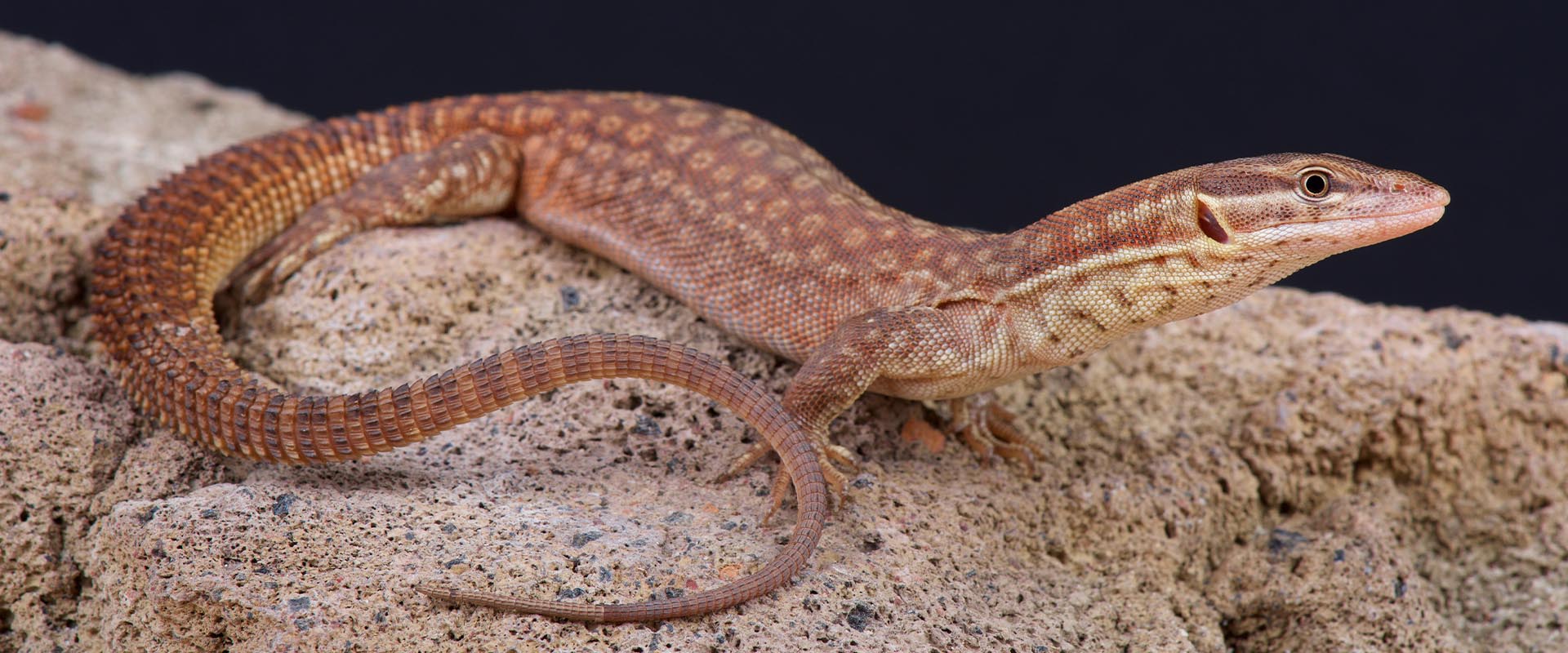 Varanus acanthurus