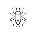 Świerszcze bananowe (Gryllus sigillatus)