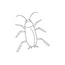 Karaczany tureckie (Periplaneta lateralis)