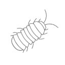 Armadillidium officinalis