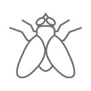 Muszki owocówki (Drosophila melanogaster)