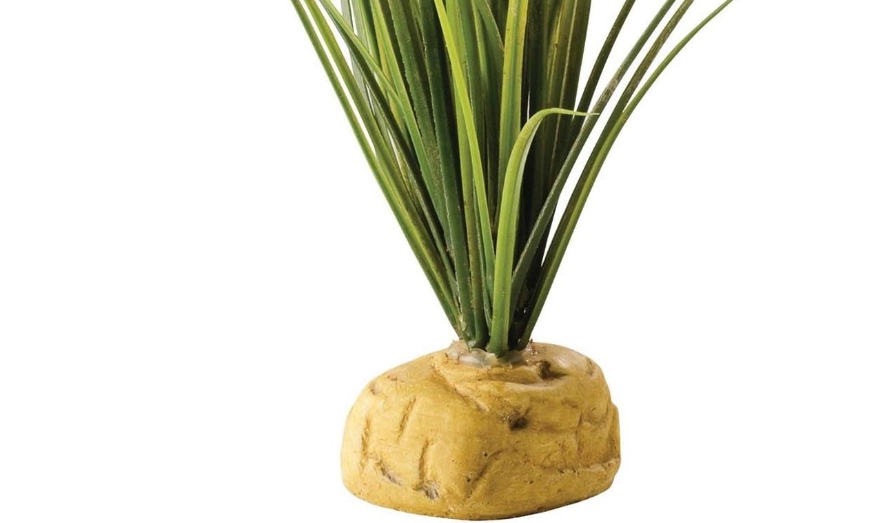 Roślina do terrarium Trawa z podstawką
