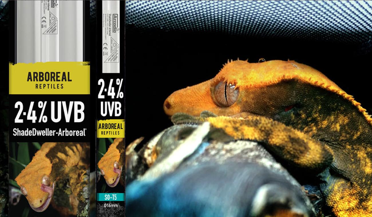 Zestaw T5 2,4% UVB Arcadia dla kogo?