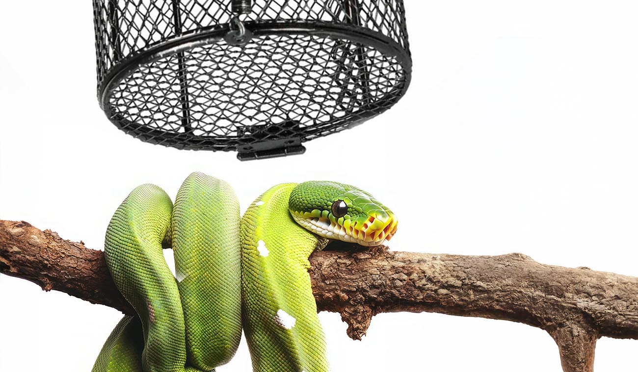 Kosz ochronny to bezpieczeństwo dla mieszkańca terrarium