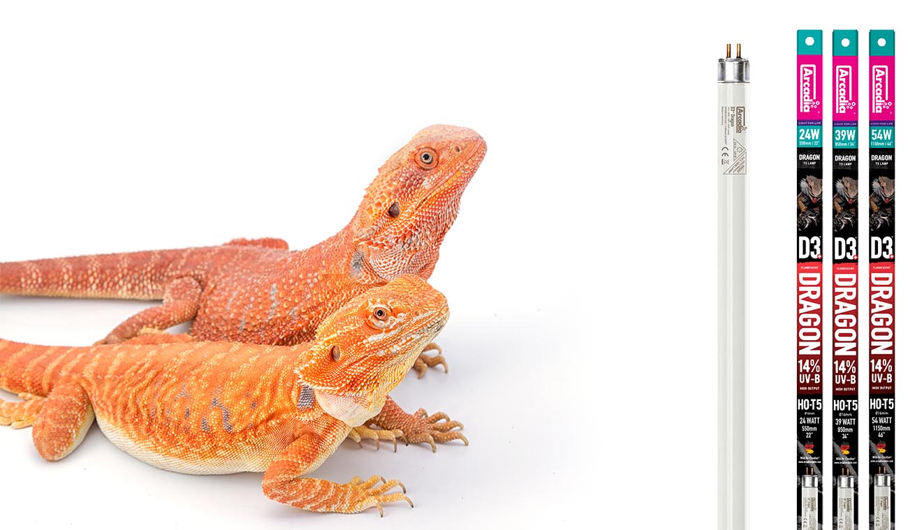 Świetlówka 14% UVB i 30% UVA T5 (HO) Dragon Arcadia